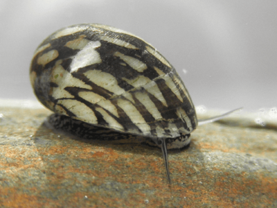 Улитка Теодоксус (Theodoxus fluviatilis)