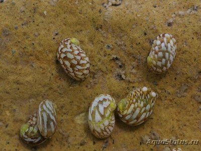 Улитка Теодоксус (Theodoxus fluviatilis)