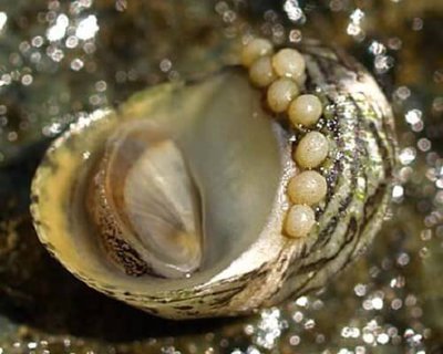 Улитка Теодоксус (Theodoxus fluviatilis)