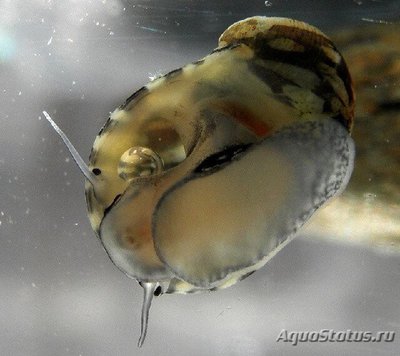 Улитка Теодоксус (Theodoxus fluviatilis)