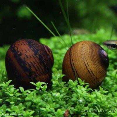 Фото Улитка неретина Колечко Neritina O-ri­ng snail  (photo#111252)