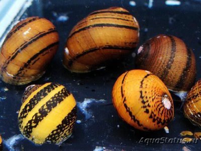 Фото Улитка неретина Колечко Neritina O-ri­ng snail  (photo#111253)