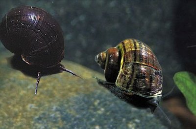 Фото Улитка черная мистерия Bla­ck Mystery Snail  (photo#111257)