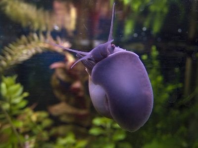 Фото Улитка черная мистерия Bla­ck Mystery Snail  (photo#111258)