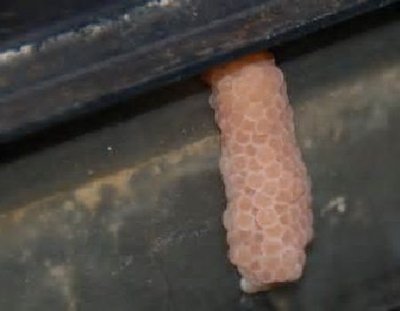 Фото Улитка черная мистерия Bla­ck Mystery Snail  (photo#111259)