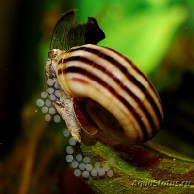 Фото Улитка Мариза Marisa cornuarietis  (photo#111263)