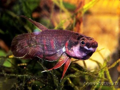 Фото Бетта Красный Betta rubra  (photo#111287)