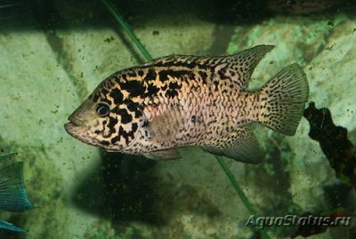 Фото Цихлазома Тетракантус Cichlasoma tetracanthum  (photo#111319)