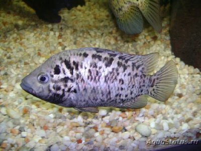 Фото Цихлазома Тетракантус Cichlasoma tetracanthum  (photo#111322)