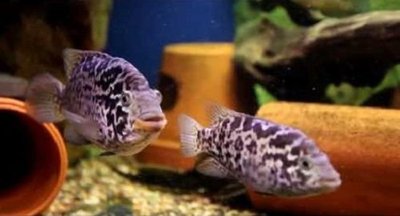 Фото Цихлазома Тетракантус Cichlasoma tetracanthum  (photo#111323)