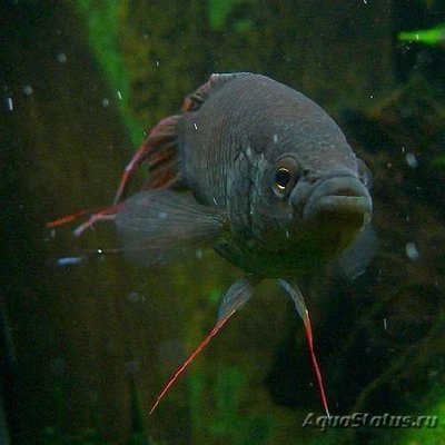 Фото Макропод красноспинный Macropodus erythropterus  (photo#111360)