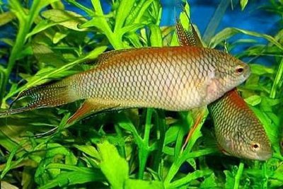 Фото Макропод красноспинный Macropodus erythropterus  (photo#111361)