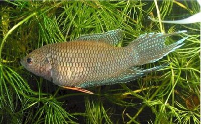 Фото Макропод красноспинный Macropodus erythropterus  (photo#111362)