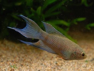 Фото Макропод красноспинный Macropodus erythropterus  (photo#111363)