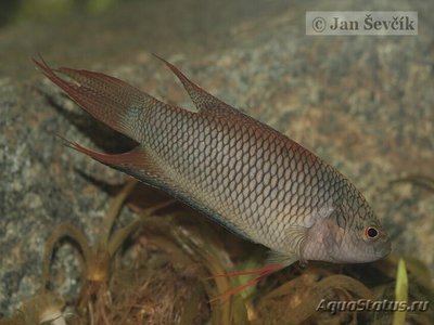 Фото Макропод красноспинный Macropodus erythropterus  (photo#111364)