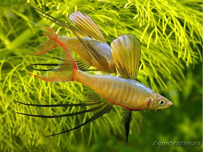 Фото Ириатерина варнера Iriatherina werneri  (photo#111374)
