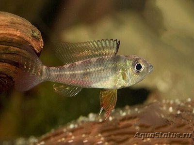 Фото Биотэкус колючий Biotoecus dicentrarchus  (photo#111408)