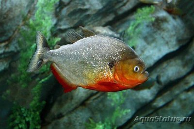 Фото Пиранья черноточечная Pygocentrus cariba  (photo#111411)