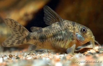 Фото Коридорас крапчатый, сомик крапчатый Corydoras paleatus  (photo#111511)