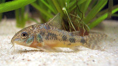 Фото Коридорас крапчатый, сомик крапчатый Corydoras paleatus  (photo#111512)