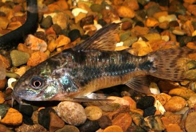 Фото Коридорас крапчатый, сомик крапчатый Corydoras paleatus  (photo#111513)