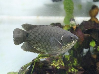 Фото Ктенопома сизая , или Ктенопома кингслея Ctenopoma kingsleyae  (photo#111514)