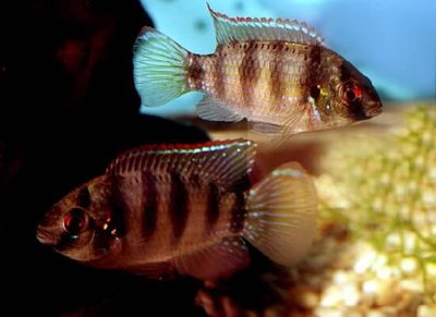 Фото Пельматохромис Томаса Pelmatochromis thomasi  (photo#111543)