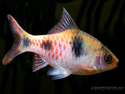 Фото Барбус Тамирабарани Dawkinsia tambraparniei , Puntius tambraparniei  (photo#111602)