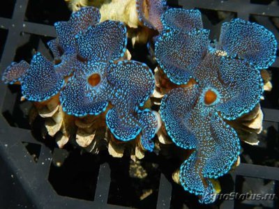 Тридакна чешуйчатая (Tridacna squamosa)