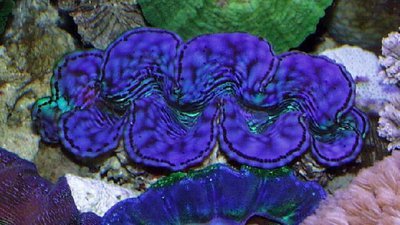Тридакна чешуйчатая (Tridacna squamosa)