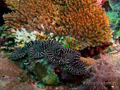 Тридакна чешуйчатая (Tridacna squamosa)