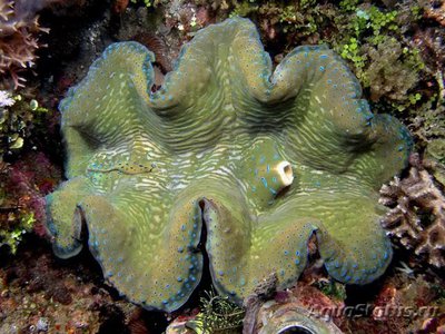 Тридакна чешуйчатая (Tridacna squamosa)