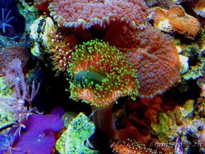 Фото Саркофитон Sarcophyton sp.  (photo#111633)