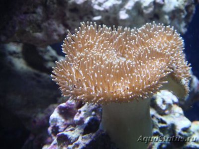 Фото Саркофитон Sarcophyton sp.  (photo#111634)
