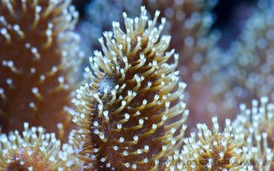 Фото Саркофитон Sarcophyton sp.  (photo#111636)