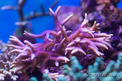 Фото Сериатопора Seriatopora sp.  (photo#111637)