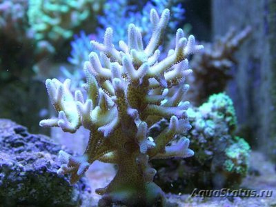 Фото Сериатопора Seriatopora sp.  (photo#111639)