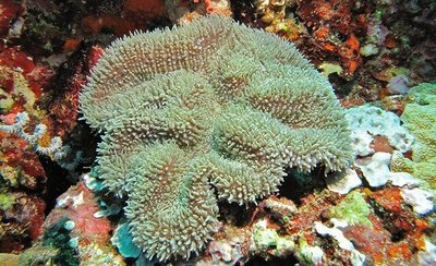 Фото Лобофиллия Lobophyllia sp.  (photo#111651)