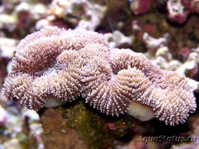Фото Лобофиллия Lobophyllia sp.  (photo#111652)