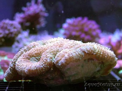 Фото Лобофиллия Lobophyllia sp.  (photo#111653)