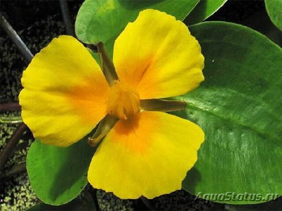 Фото Гидроклейс Марти Hydrocleys martii  (photo#111671)