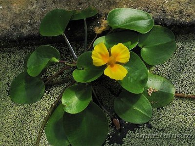 Фото Гидроклейс Марти Hydrocleys martii  (photo#111672)