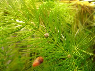 Роголистник светло-зеленый (Ceratophyllum submersum)