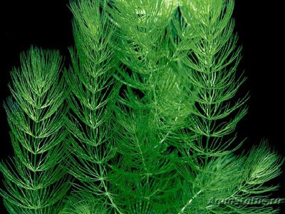 Роголистник светло-зеленый (Ceratophyllum submersum)
