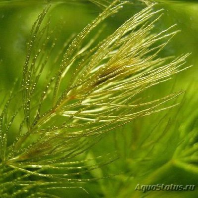 Роголистник светло-зеленый (Ceratophyllum submersum)