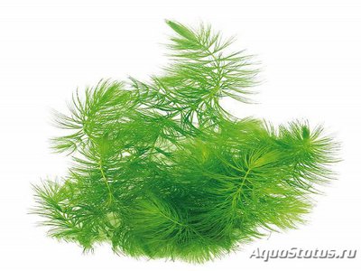 Роголистник светло-зеленый (Ceratophyllum submersum)