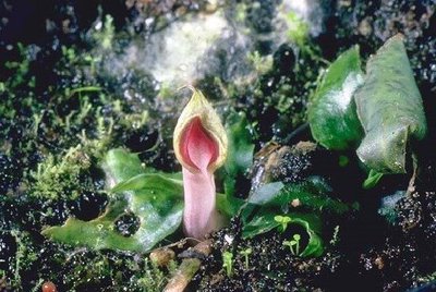 Криптокорина Шульце (Cryptocoryne schulz­ei)