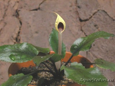 Криптокорина Шульце (Cryptocoryne schulz­ei)