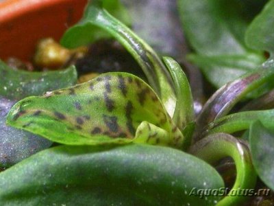 Криптокорина Шульце (Cryptocoryne schulz­ei)