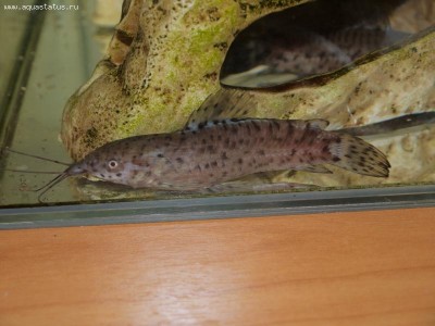Фото Сомы и их поведение. (photo#11173)